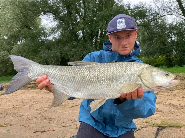 Successful fishing for asp with lures on the river Waal