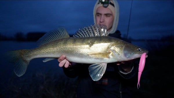 Vissen op snoekbaars