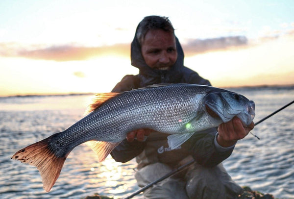 Fishing for sea bass