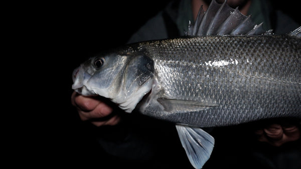 Night fishing for bass